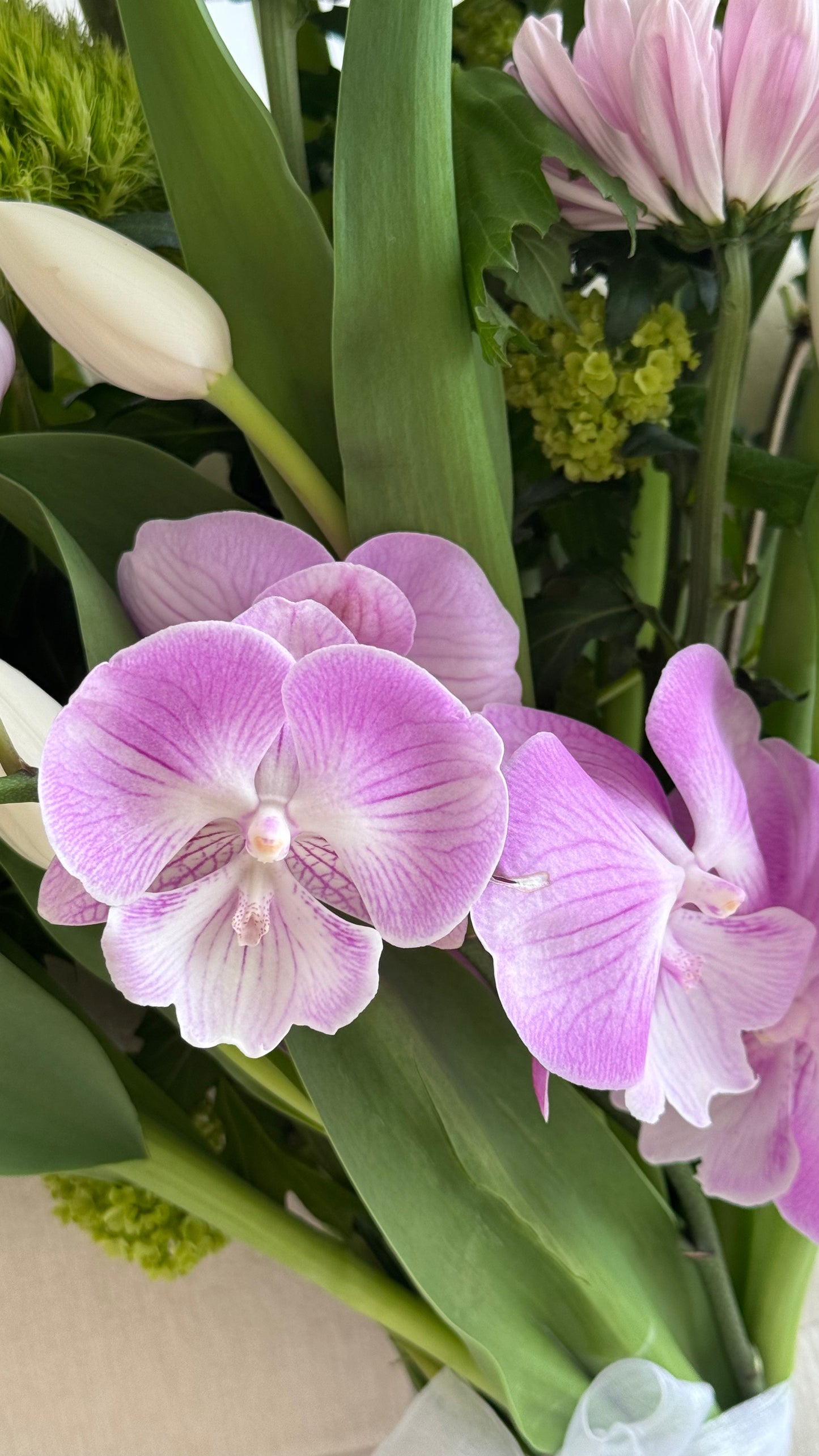 Author's Purple